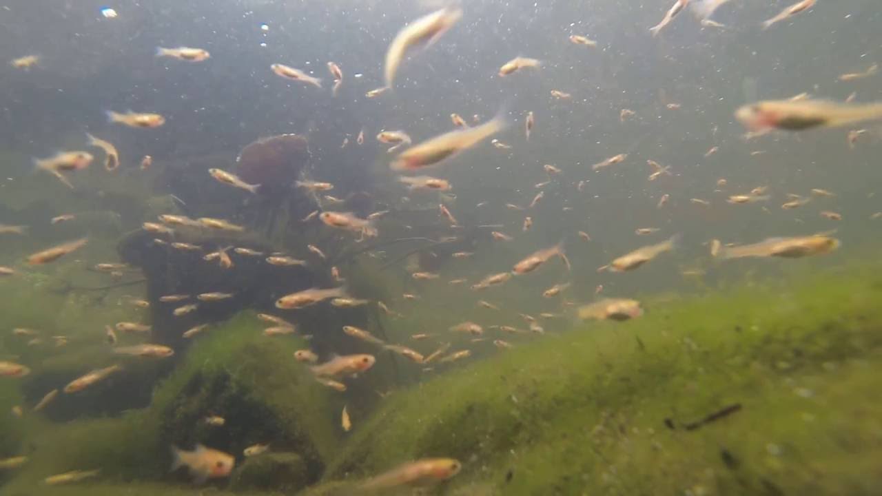 minnows